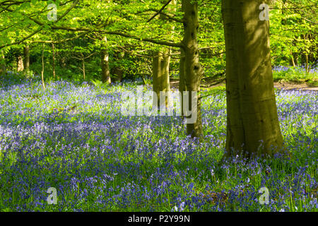 Dappled Sonnenlicht, Pfad, schöne bunte blauen Teppich der Blüte bluebells & Wald Bäume - Middleton Woods, Ilkley, West Yorkshire, England, UK. Stockfoto