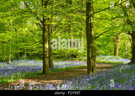 Dappled Sonnenlicht, windigen Pfad, schöne bunte blauen Teppich der Blüte bluebells & Wald Bäume - Middleton Woods, Ilkley, Yorkshire, England, UK. Stockfoto