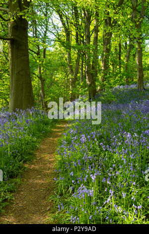 Gesprenkeltes Frühlingssonnenlicht, Waldweg, schöne blau blühende Blausterne & sonnenbeschienene Buchen - Middleton Woods, Ilkley, West Yorkshire, England, UK. Stockfoto