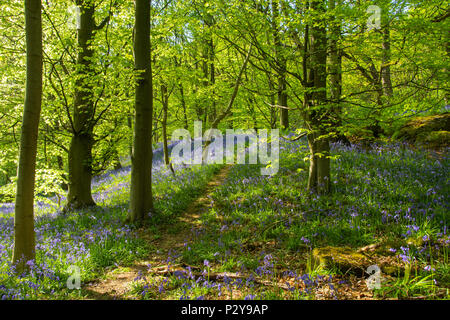 Dappled Sonnenlicht, Pfad, schöne bunte blauen Teppich der Blüte bluebells & Wald Bäume - Middleton Woods, Ilkley, West Yorkshire, England, UK. Stockfoto