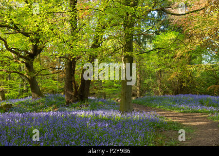 Dappled Sonnenlicht, Pfad, schöne bunte blauen Teppich der Blüte bluebells & Wald Bäume - Middleton Woods, Ilkley, West Yorkshire, England, UK. Stockfoto