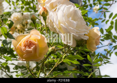 Rose 'Ghislaine de Feligonde', ein Moschus Rambling Rose. Duftende semi Doppel Weiß/apricot blüht. In der Knospe und Blüte. Rosa. Stockfoto