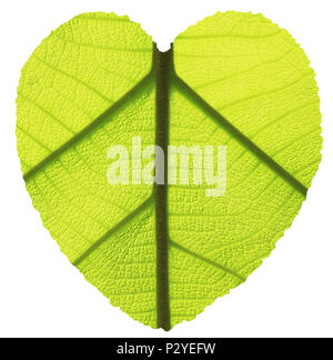Herzform mit grünen teak Blatt Textur Stockfoto
