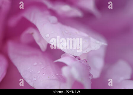 Wassertropfen auf Blume Blüte - schöne Farben Stockfoto