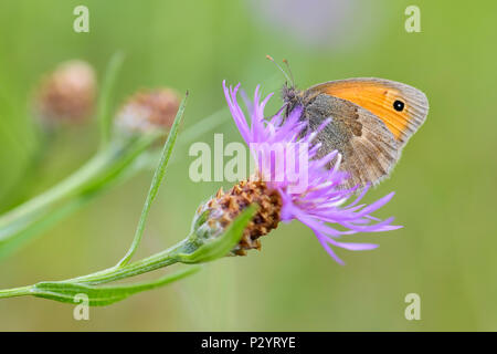 Kleine Heide - Coenonympha pamphilus, schön braun und orange Schmetterling aus Europa und Nordafrika. Stockfoto