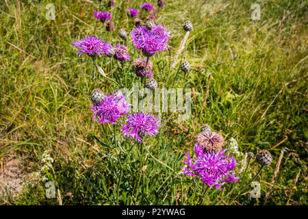 Mehr Flockenblume (Centaurea scabies) in einer Wiese Feld an einem sonnigen Tag an sieben Schwestern Country Park in der Nähe von Eastbourne, East Sussex, Großbritannien Stockfoto