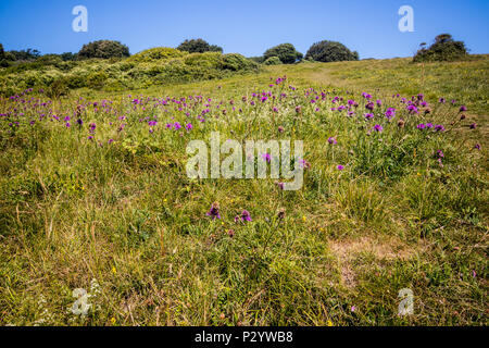 Mehr Flockenblume (Centaurea scabies) in einer Wiese Feld an einem sonnigen Tag an sieben Schwestern Country Park in der Nähe von Eastbourne, East Sussex, Großbritannien Stockfoto