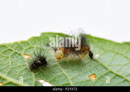 Ein Kind männlichen vaporer Motte Caterpillar, Orgyia antiqua gefunden auf einer Weide. Es hat gerade gehäutet und seine Haut, von denen die meisten zu sehen t werden vergossen Stockfoto