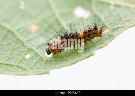 Ein Kind männlichen vaporer Motte Caterpillar, Orgyia antiqua gefunden auf einer Weide. Es ist nur ein paar Millimeter lang. North Dorset England UK GB. Stockfoto