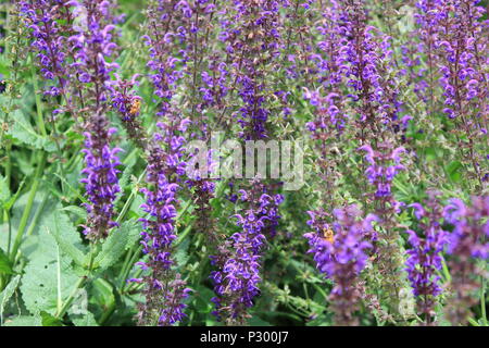 Schöne lila Blüten wachsen auf den Feldern. Stockfoto