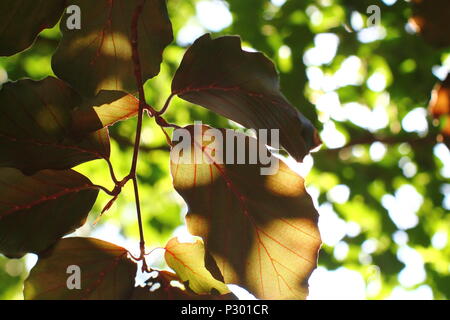 Kupfer Strand Laub. Stockfoto