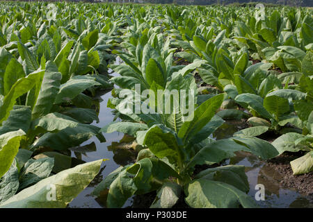 Tabak Plantage in Manikganj. Bangladesch. Stockfoto