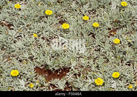 Nahaufnahme Hintergrund der spontanen Verzweigung von sukkulente Pflanze mit gelben Blüten Stockfoto