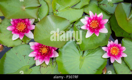 Rosa Gelb Seerose Stockfoto