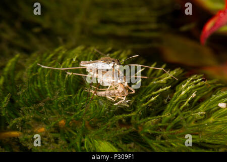 Ein paar passende Teich Skater, Gerris lacustris, nachts fotografiert auf einem Gartenteich mit dem Weiblichen in ihre Beute in Form einer midg erfasst Stockfoto