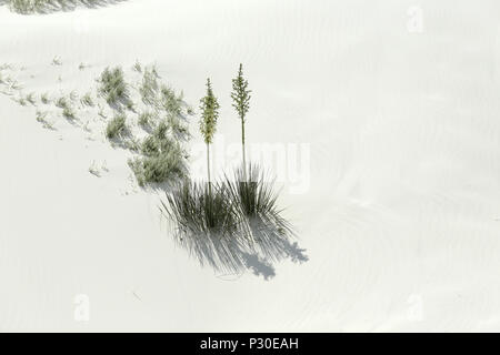 Blühende Yuccapalmen auf brillante Weiße Wüste Sand im Süden von New Mexiko Stockfoto