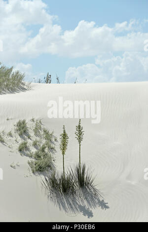 Blühende Yuccapalmen auf brillante Weiße Wüste Sand im Süden von New Mexiko Stockfoto