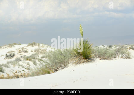 Blühende Yucca Pflanze auf brillante Weiße Wüste Sand im Süden von New Mexiko Stockfoto