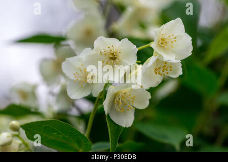 Nahaufnahme der Jasminblüten in einem Garten. Stockfoto