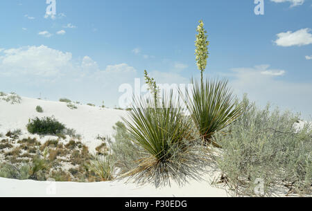 Blühende Yuccapalmen auf brillante Weiße Wüste Sand im Süden von New Mexiko Stockfoto