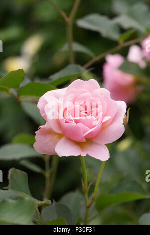 Rosa "Felicia" Blume. Strauch stieg in einen Englischen Garten. Stockfoto