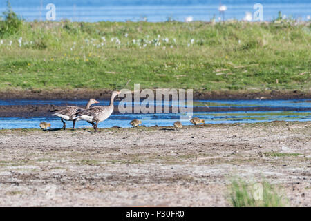 Schöne Graugänse mit Hühnern auf der Suche nach Nahrung durch Meer an der schwedischen Insel Oland Stockfoto