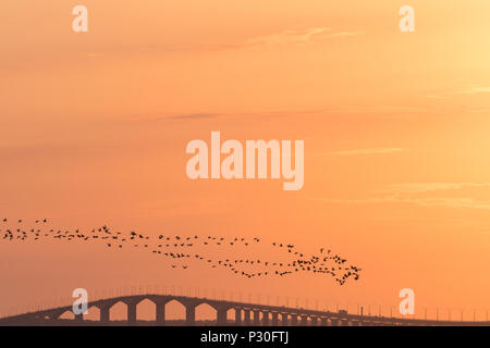 Herde mit der Migration von Brants über die Oland Brücke in Schweden fliegen durch Sonnenuntergang Stockfoto