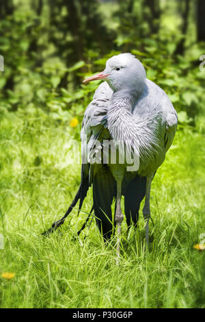 Das Blue Crane, auch eine der Stanley oder Paradieskranich bekannt ist, ist der Nationalvogel von Südafrika. Dieser Boden - Wohnung Vogel ist hier zu sehen in l Stockfoto