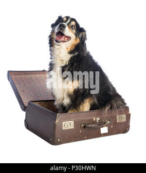 Tricolor schwarz Australian Shepherd im Koffer auf weißem Hintergrund Stockfoto