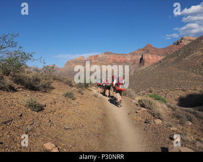 Backpackers auf der Tonto Trail zwischen indischen Garten und Horn Creek im Grand Canyon National Park, Arizona. Stockfoto