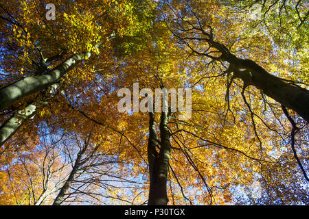 Herbst Bäume im Wald - Wechsel der Jahreszeiten Stockfoto