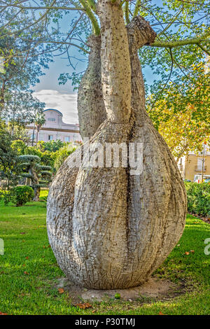 Queensland Flasche Baum (Brachychiton rupestris), Cadiz, Andalusien, Spanien Stockfoto