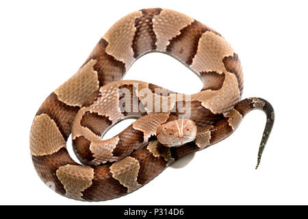 Östlichen Copperhead (Agkistrodon contortrix) Close-up auf weißem Hintergrund. Stockfoto