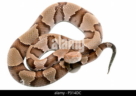 Östlichen Copperhead (Agkistrodon contortrix) Close-up auf weißem Hintergrund. Stockfoto