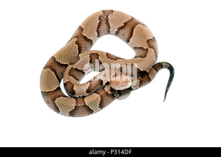 Östlichen Copperhead (Agkistrodon contortrix) Close-up auf weißem Hintergrund. Stockfoto