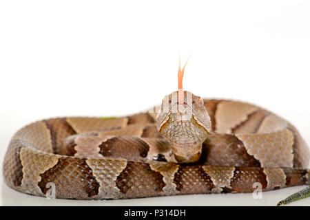 Östlichen Copperhead (Agkistrodon contortrix) Close-up auf weißem Hintergrund. Stockfoto