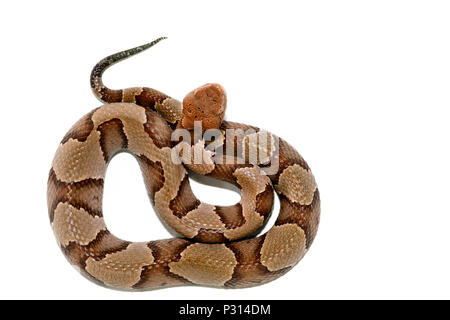 Östlichen Copperhead (Agkistrodon contortrix) Close-up auf weißem Hintergrund. Stockfoto