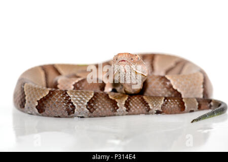 Östlichen Copperhead (Agkistrodon contortrix) Close-up auf weißem Hintergrund. Stockfoto