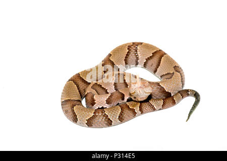Östlichen Copperhead (Agkistrodon contortrix) Close-up auf weißem Hintergrund. Stockfoto