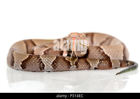 Östlichen Copperhead (Agkistrodon contortrix) Close-up auf weißem Hintergrund. Stockfoto