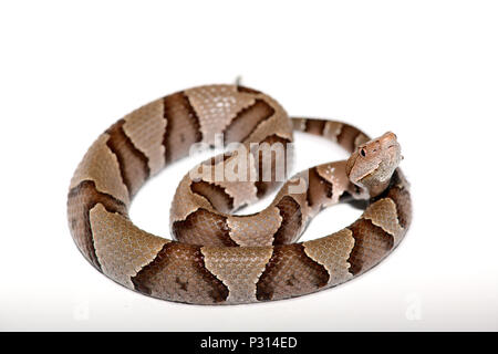 Östlichen Copperhead (Agkistrodon contortrix) Close-up auf weißem Hintergrund. Stockfoto