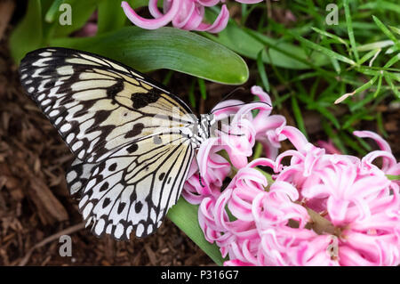 Idea Leuconoe Schmetterling (großer Baum Nymphe, Reis papier, Kite) Sitzen und Essen auf einem rosa Hyazinthe Blüte Stockfoto