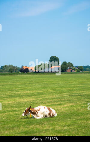 Kuh an Grünland in Overijssel, Niederlande Stockfoto