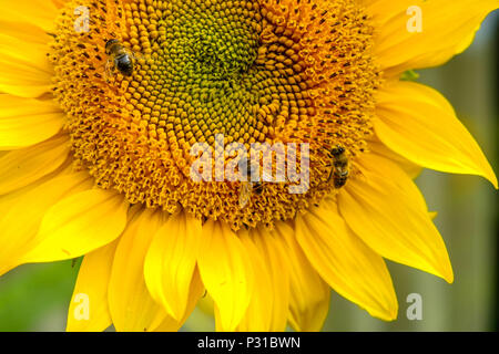 Drei Bienen arbeiten auf einer Sonnenblume in einem Garten im Belgischen Mol. Die Blume blüht und zeigt wunderschöne, helle Farben. Stockfoto