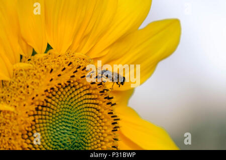 Eine Biene sitzt auf einer Sonnenblume in einem Garten im Belgischen Mol. Die Blume blüht und zeigt wunderschöne, helle Farben. Stockfoto