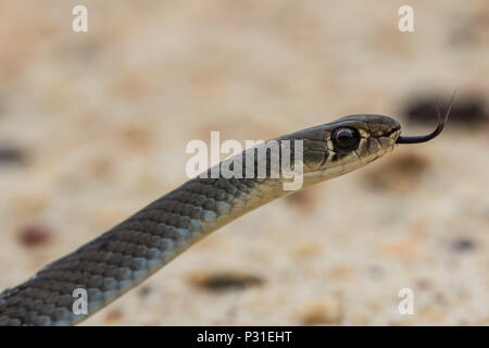 Gelb-faced Peitsche Schlange Stockfoto