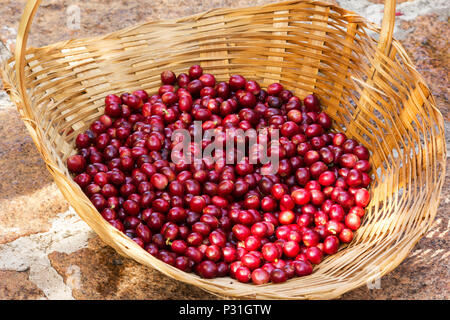 Ausgewählte reif Kaffeebohnen in einem Korb Stockfoto