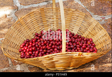 Ausgewählte reif Kaffeebohnen in einem Korb Stockfoto