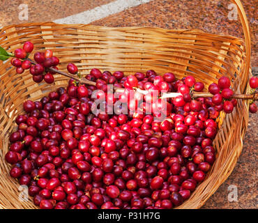 Ausgewählte reif Kaffeebohnen in einem Korb Stockfoto