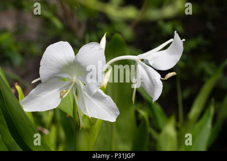 Lewisia coronarium, häufig in Kuba als 'Butterfly' bekannt. Ist der kubanische nationale Blume. Schöne und zarte weiße Blume mit schönen Fragance. Stockfoto
